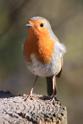 IMG_8952 Robin.JPG